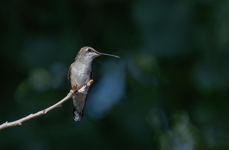 Black Chinned Hummingbird 2 Photograph by Rick Mosher