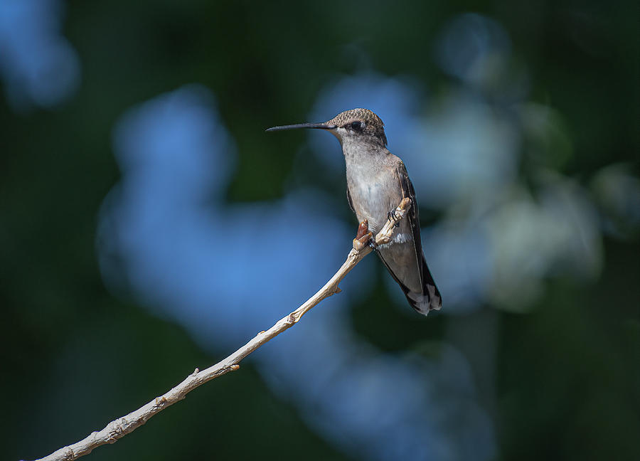 Black Chinned Hummingbird 3 Photograph by Rick Mosher