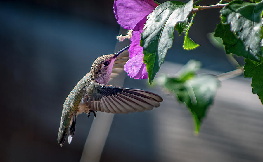 Black Chinned Hummingbird 4 Photograph by Rick Mosher