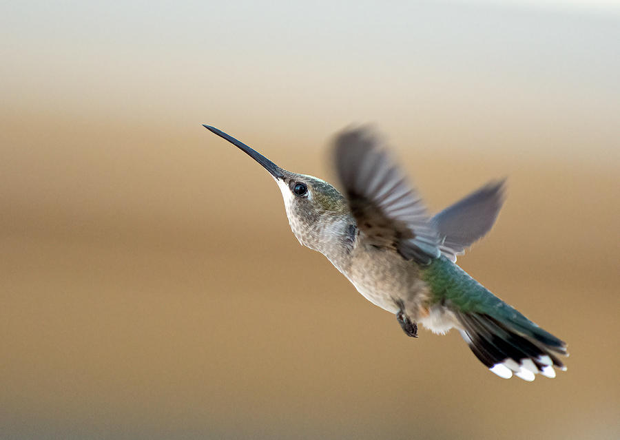 Black Chinned Hummingbird 5 Photograph by Rick Mosher