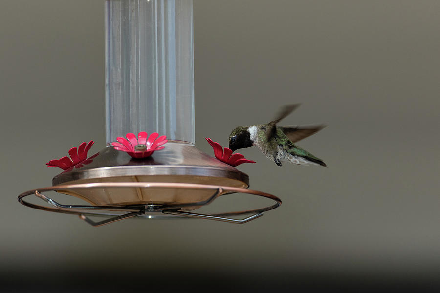 Black Chinned Hummingbird Photograph by Alan Vance Ley