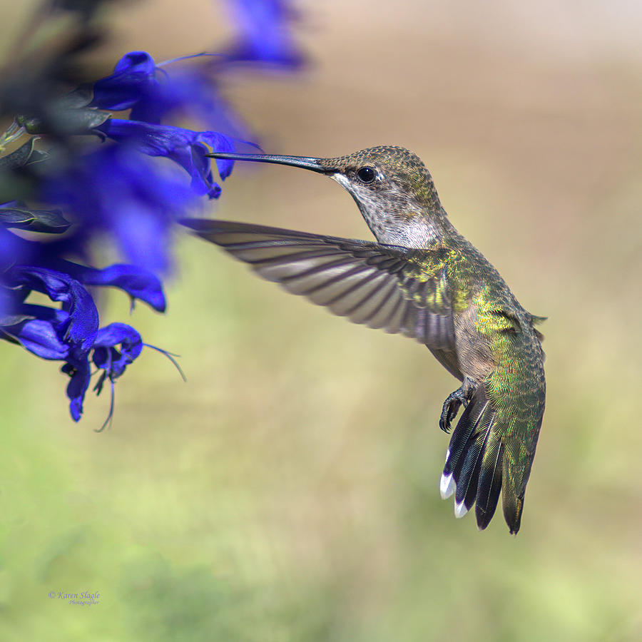 Black Chinned Hummingbird Feeding on Salvia Photograph by Karen Slagle