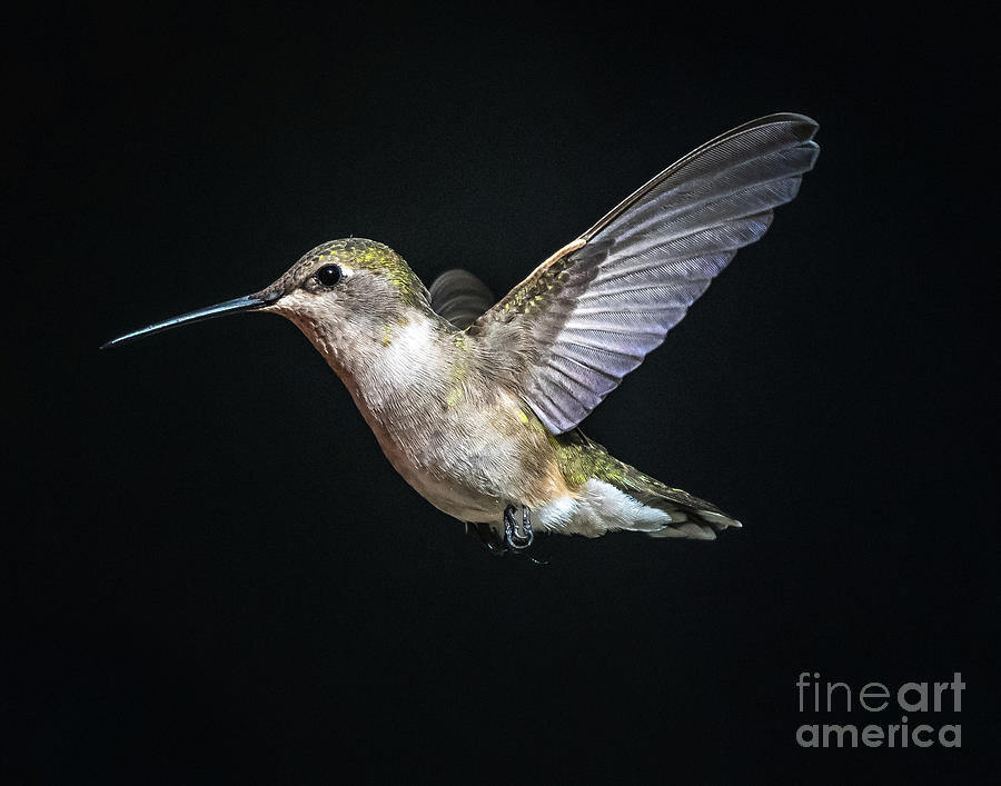 Black-chinned Hummingbird - Female 3 Photograph