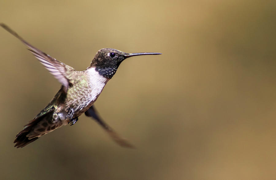 Black Chinned Hummingbird in Flight 1 Photograph by Dawn Richards