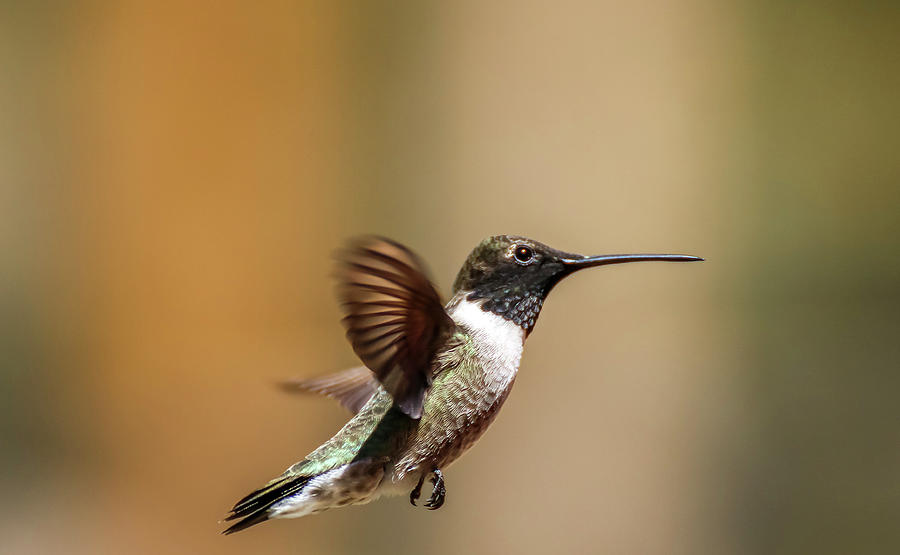 Black Chinned Hummingbird in Flight 2 Photograph by Dawn Richards