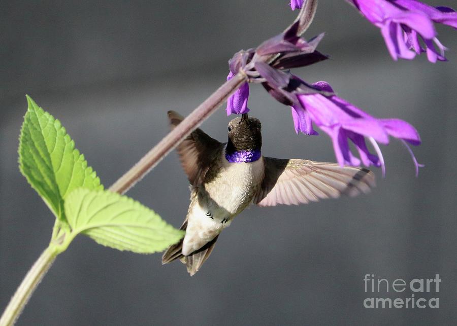 Black-Chinned Hummingbird in Purple Salvia Photograph by Carol Groenen