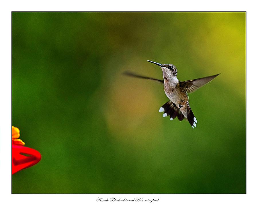 Black-chinned Hummingbird Photograph by John Benedict