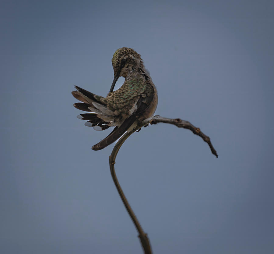 Black-chinned Hummingbird Photograph by Laura Pratt
