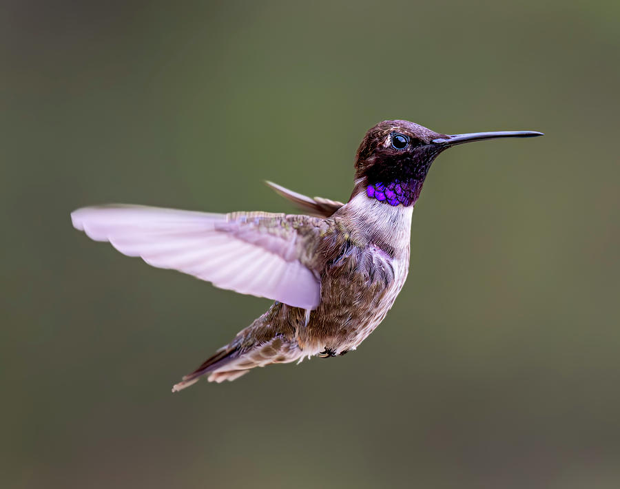 Black-chinned hummingbird Photograph by Lou Novick