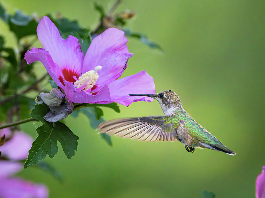 Black-Chinned Hummingbird Photograph by Mark Mille