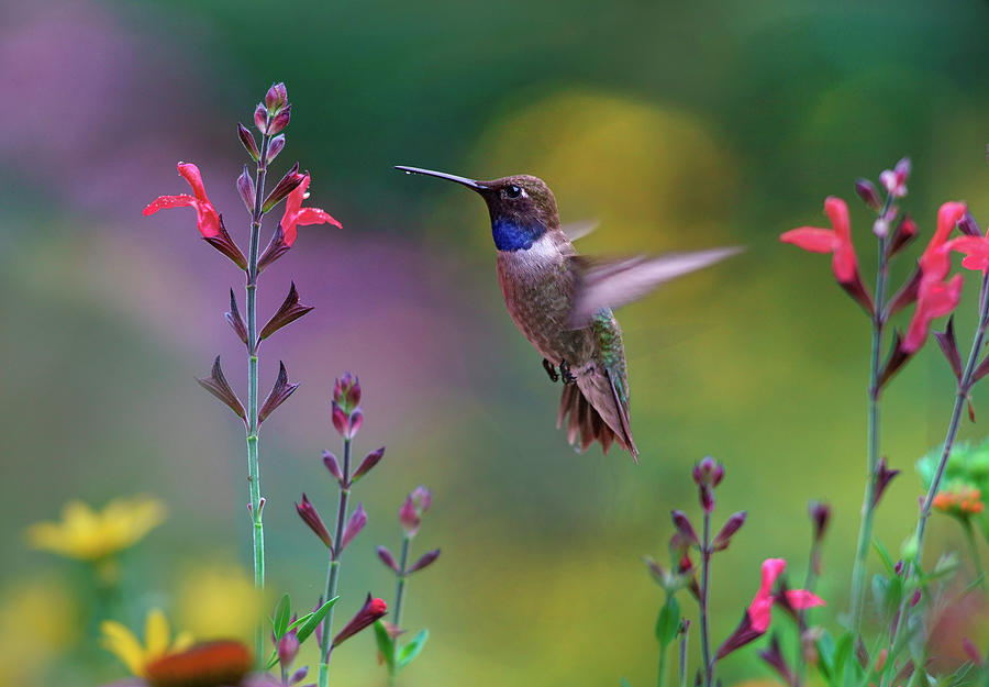 Black Chinned Hummingbird on Desert Penstemon Photograph by Tim ...