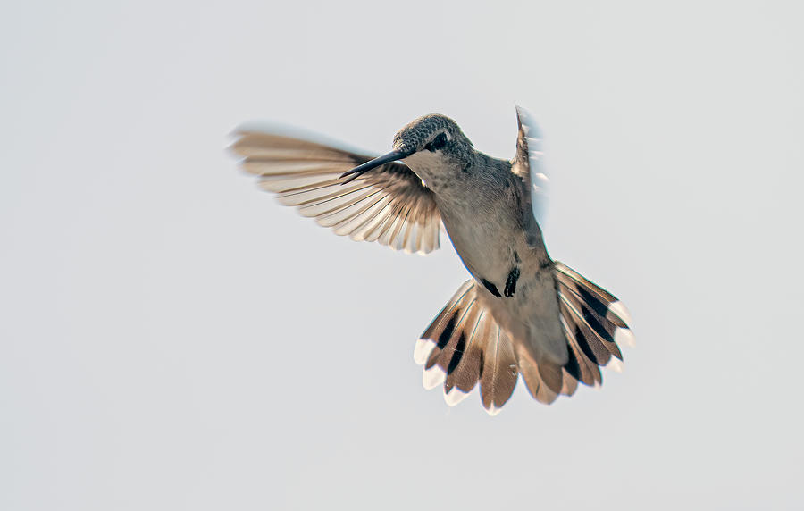 Black Chinned Hummingbird Photograph by Rick Mosher