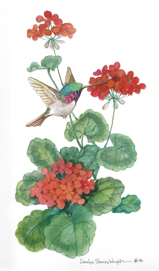 Black Chinned Hummingbird with Geramium Painting by Carolyn Shores ...