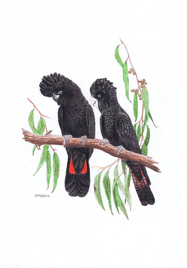 Black Cockatoos Drawing By Brett Mcgrath