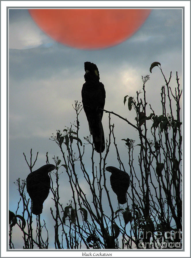 black Cockatoos Photograph by Klaus Jaritz