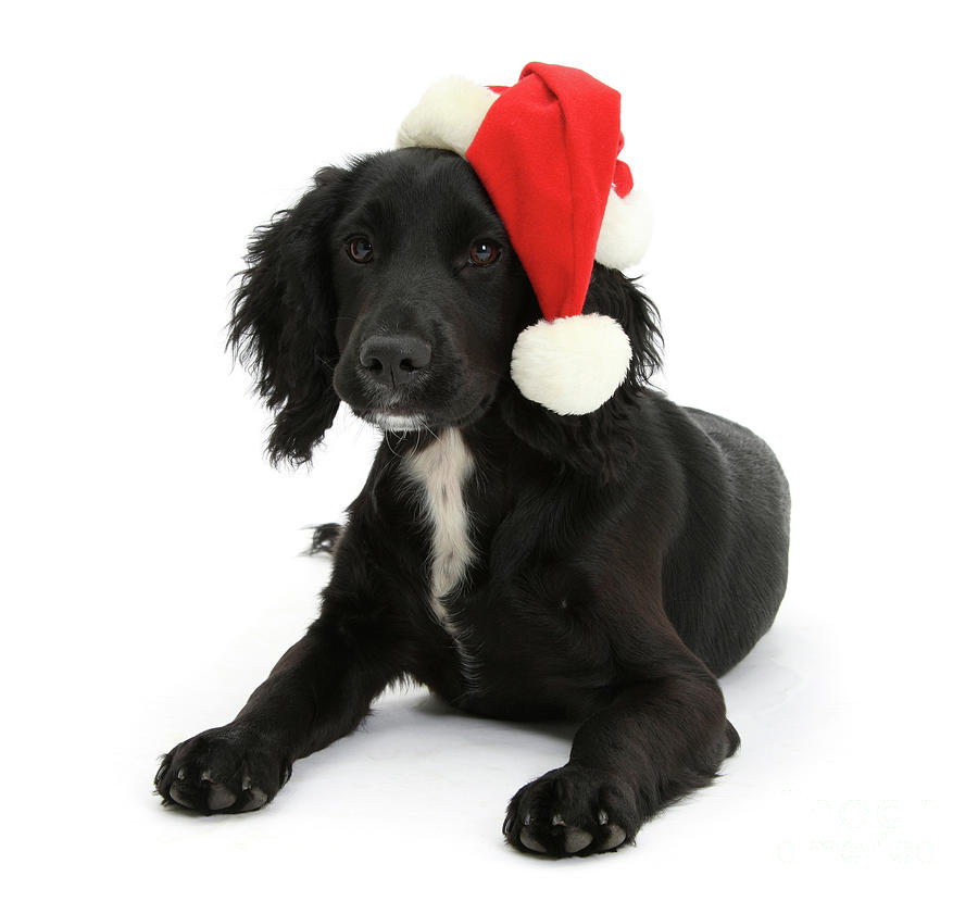 Black Cocker Spaniel pup, wearing a Santa hat Photograph by Warren Photographic