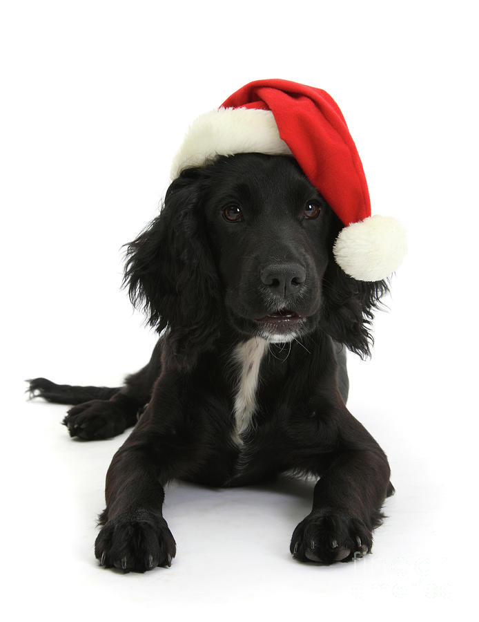 Black Cocker Spaniel puppy, wearing a Santa hat Photograph by Warren Photographic