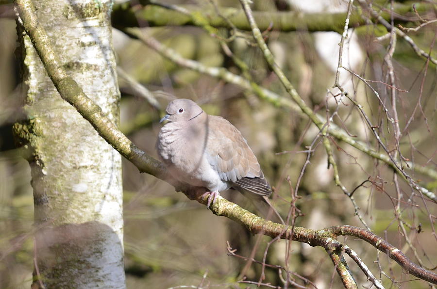 Black Collared Dove Photograph by Keith Jones - Fine Art America