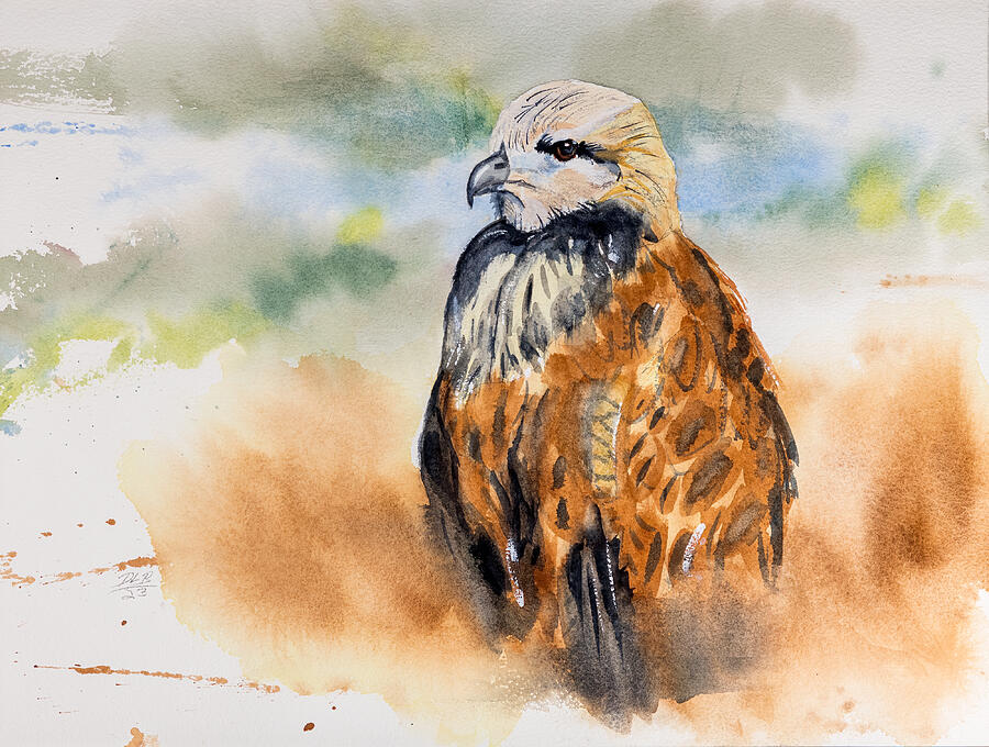 Wildlife Painting - Black-collared Hawk #5393 by Daniel Lee Brown