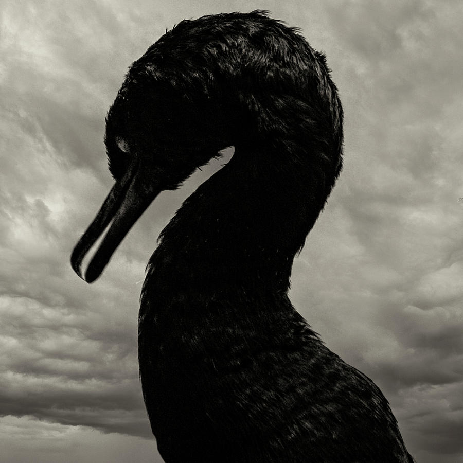 Black Cormorant Bird Photograph by Joseph Hollingsworth