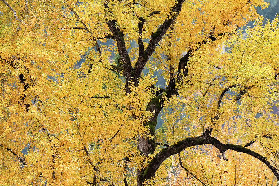 Black Cottonwood Autumn Leaves at Maple Bay Photograph by Michael Russell