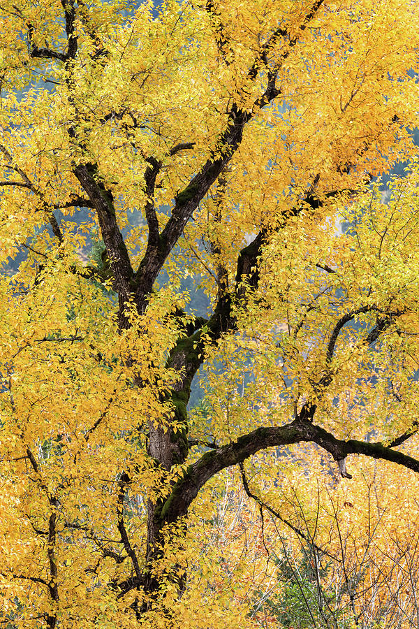 Black Cottonwood Fall Leaves at Maple Bay Photograph by Michael Russell