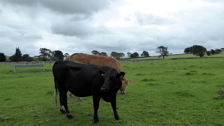 Black cow and brown cow in large walled pasture. Photograph by Richard ...