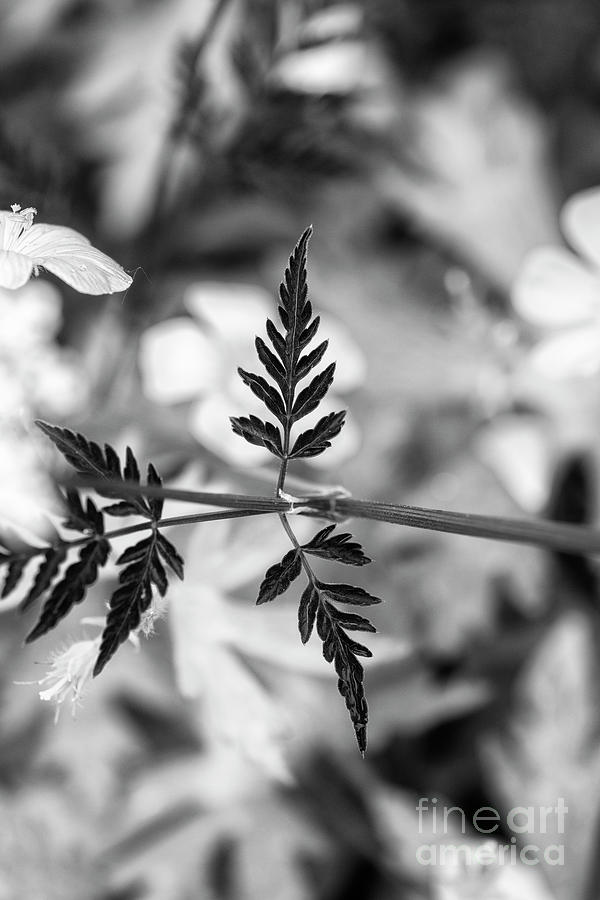 Spring Photograph - Black Cow Parsley Foliage by Tim Gainey
