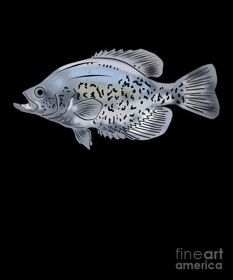 Black Crappie Drawing Fishing Freshwater Fish Gift Digital Art by Lukas ...