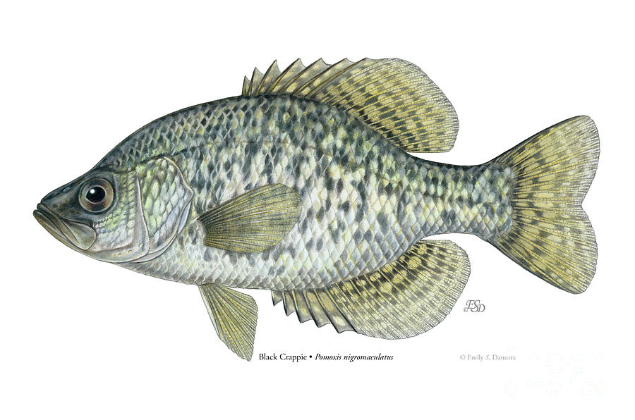 Black Crappie Painting by Emily Damstra - Fine Art America