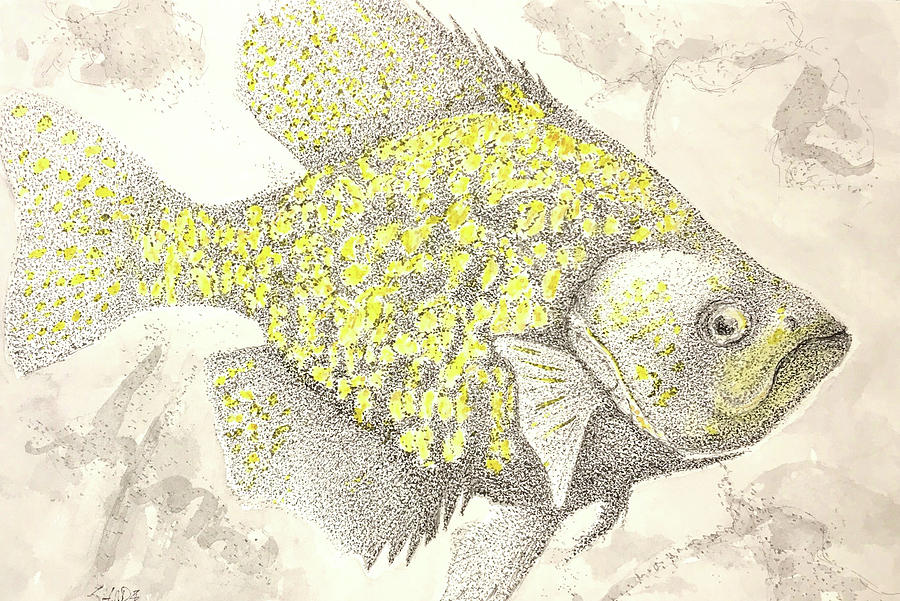 Black Crappie Drawing by Tim Shape - Fine Art America