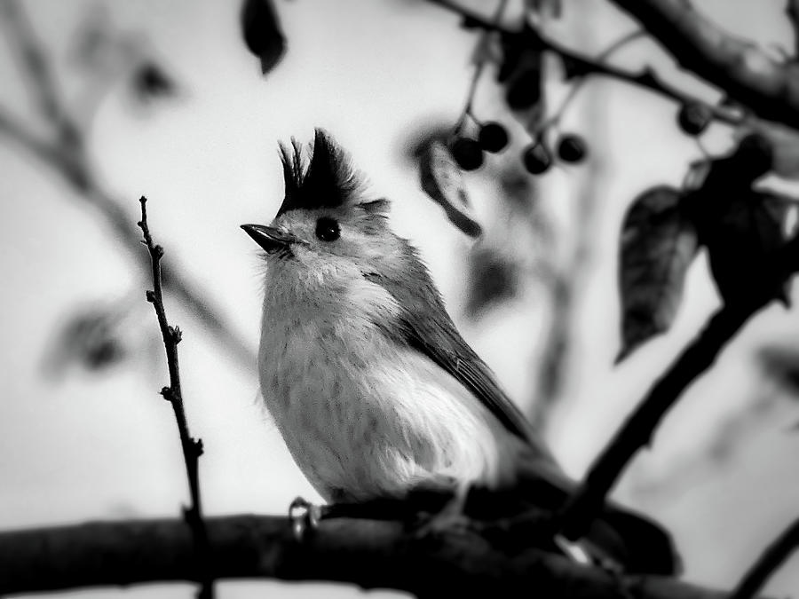 Black-crested Titmouse Photograph