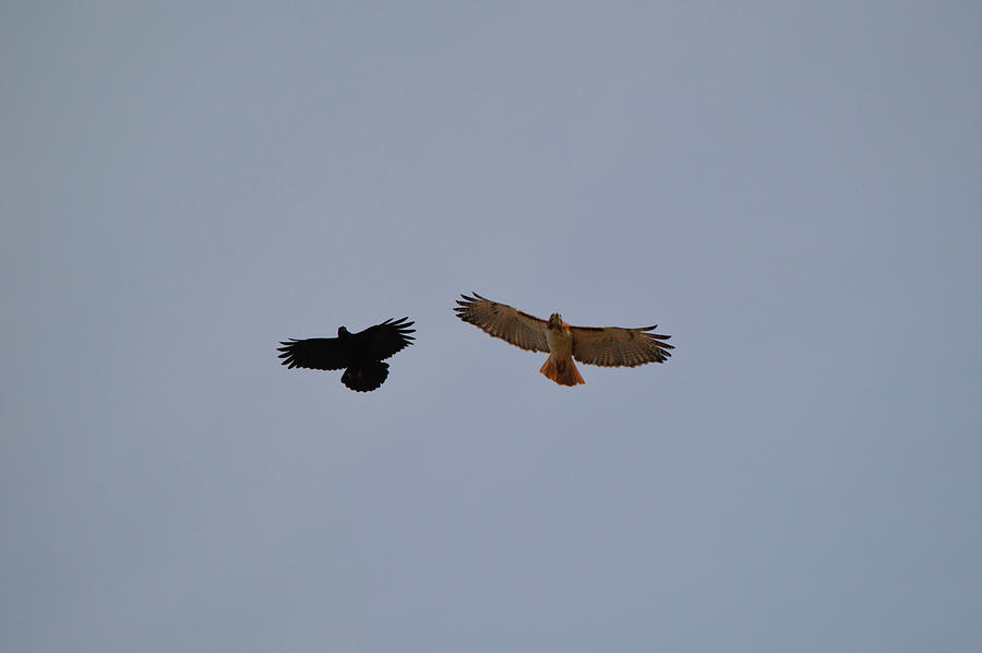 Black Crow After a Hawk Photograph by Gaby Ethington - Fine Art America