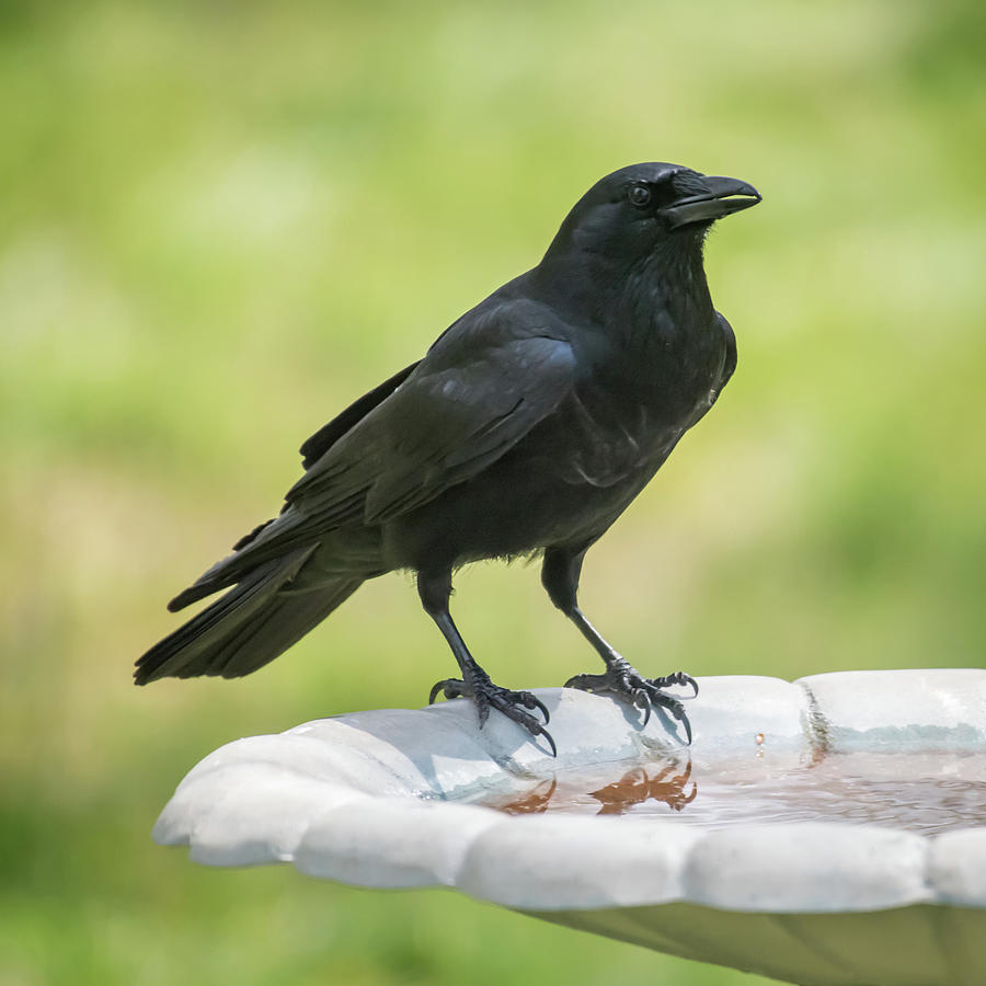 Black Crow at Bird Bath Photograph by Terry DeLuco