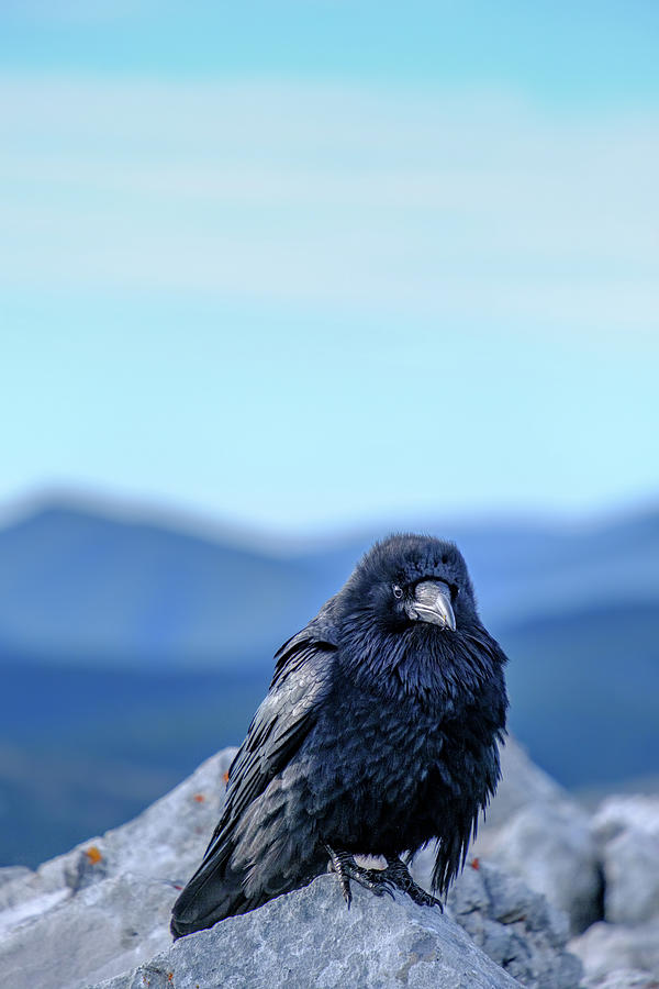 Black Crow Canadian Rockies Photograph