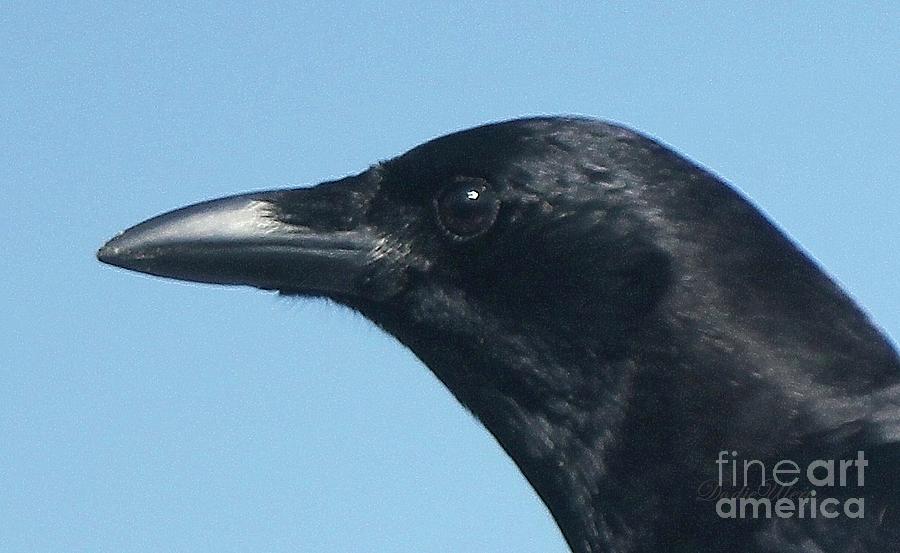 Black Crow Photograph by Dodie Ulery