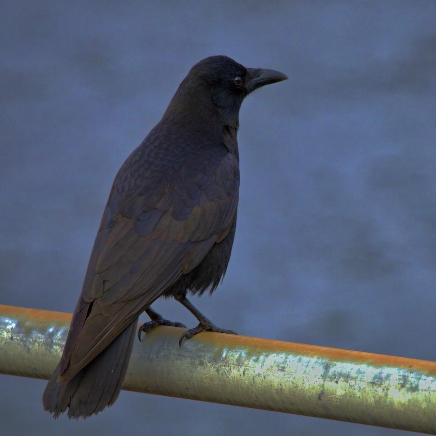 Crow Photograph - Black Crow by Douglas White
