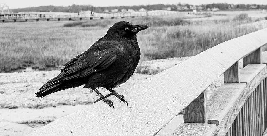 Black Crow in Black and White Photograph by Kyle Lee