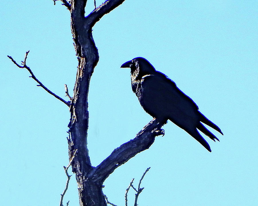 Black Crow Perch Photograph by Andrew Lawrence - Fine Art America