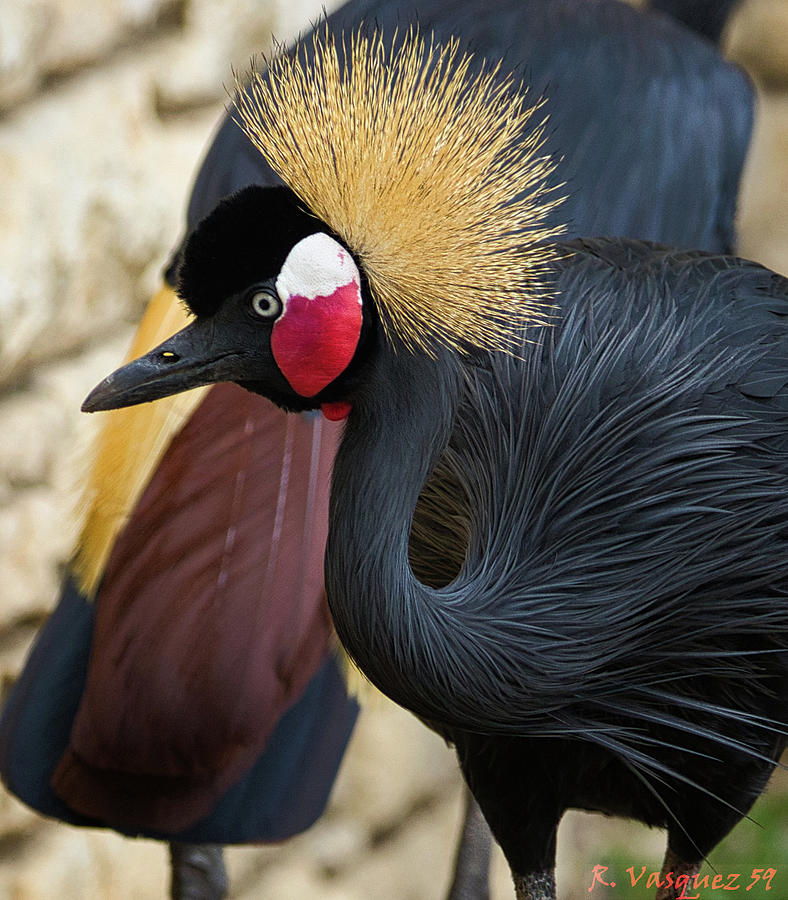 African Black Crown Crane Photograph by Rene Vasquez