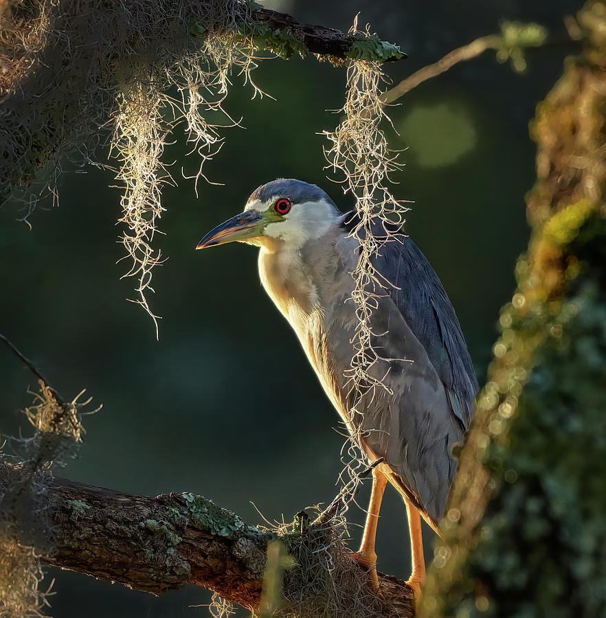 Black Crown Night Heron at Dusk Photograph by Bill Chambers