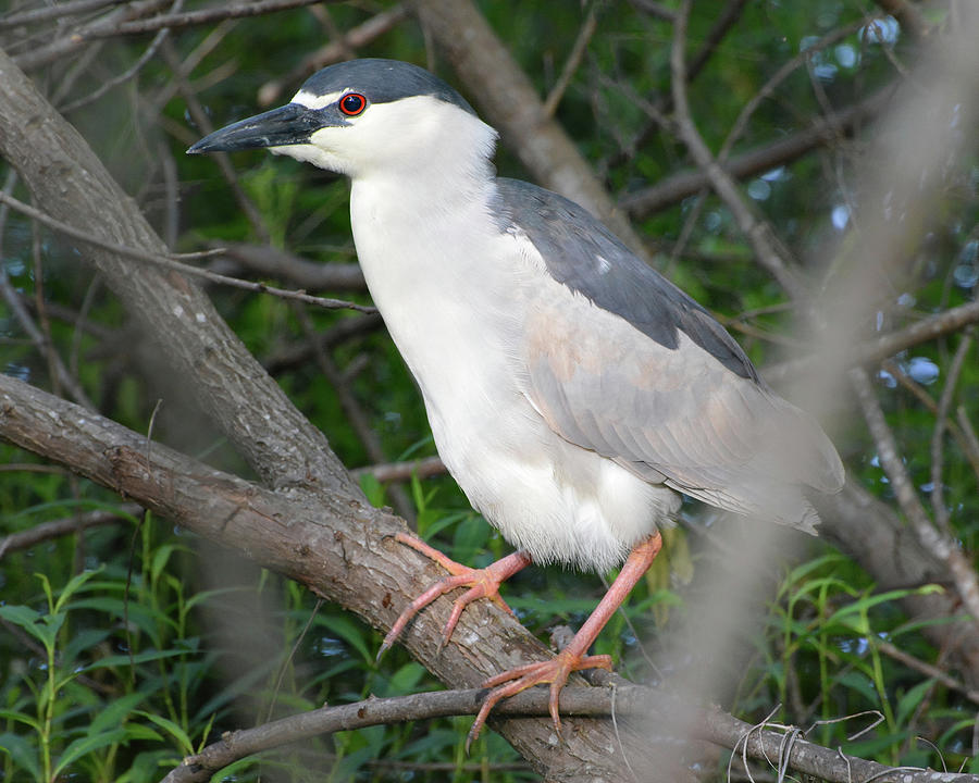 Black Crown Night Heron Photograph by Jerry Griffin