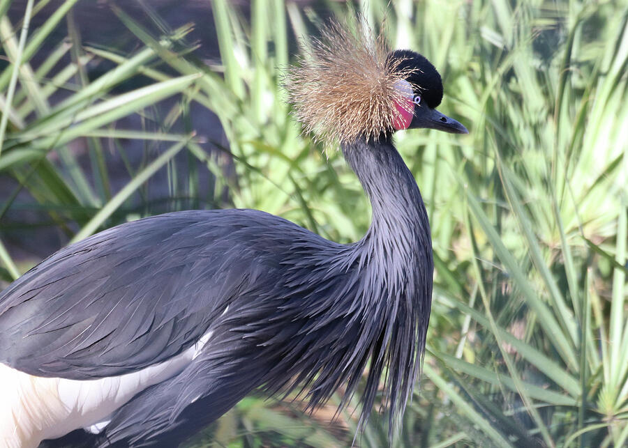 Black-crowned Crane In Florida Photograph