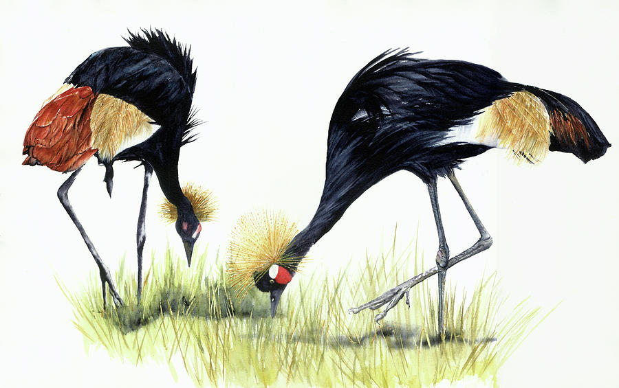 Crane Painting - Black Crowned Cranes by Vicky Lilla