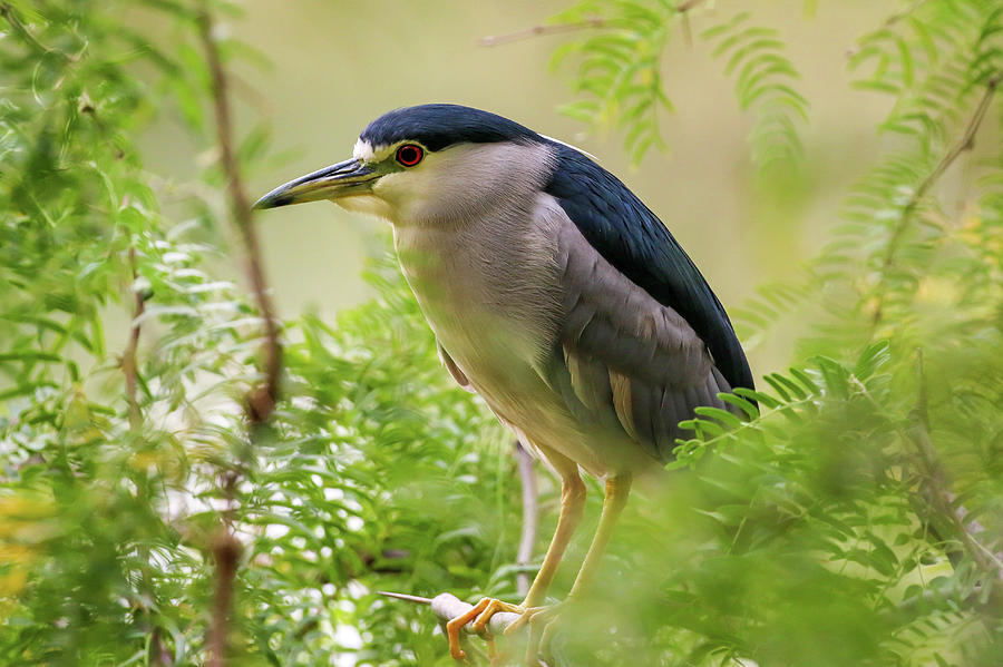 Black Crowned Night Heron 2 Photograph by Dawn Richards