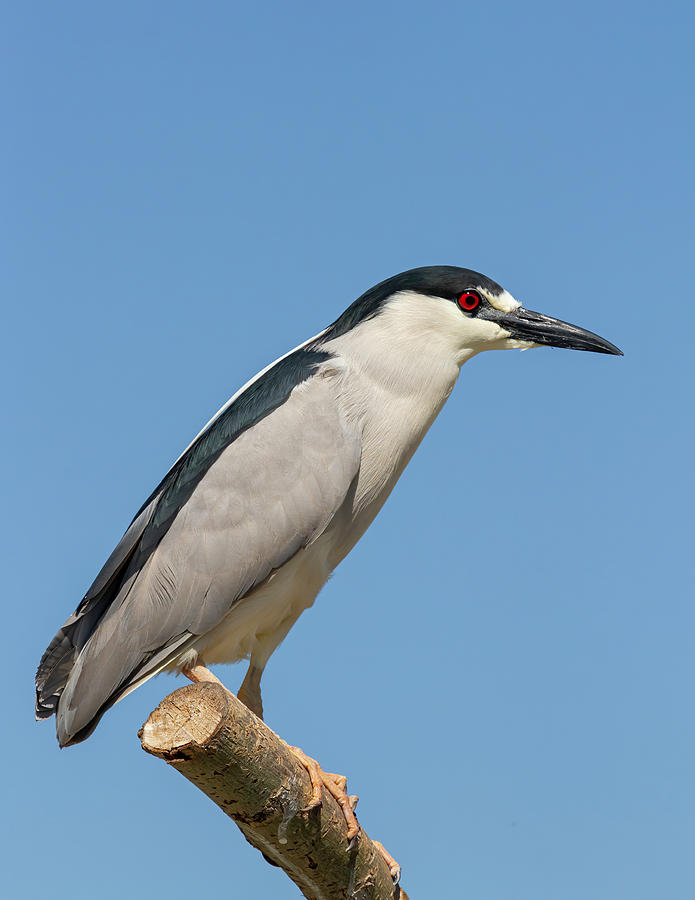 Black-crowned Night Heron 2014-1 Photograph by Thomas Young