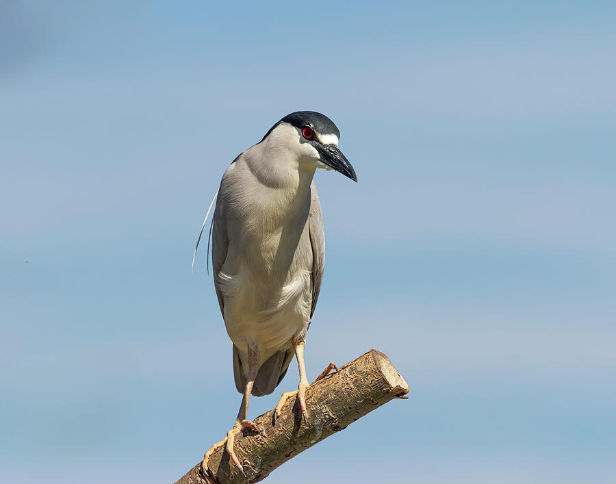 Black-crowned Night Heron 2014-2 Photograph by Thomas Young