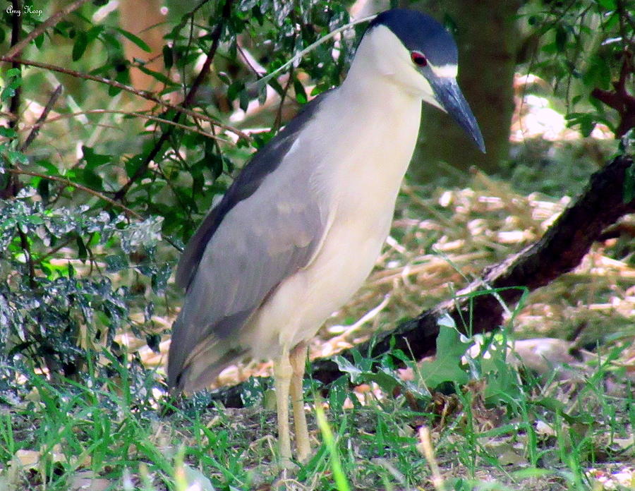 Black-crowned night heron Photograph by Amy Hosp