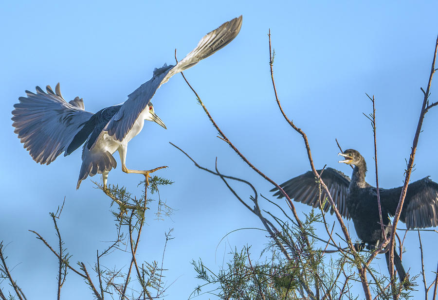 Black-crowned Night Heron and Cormorant 5759-030121-2 Photograph by Tam Ryan