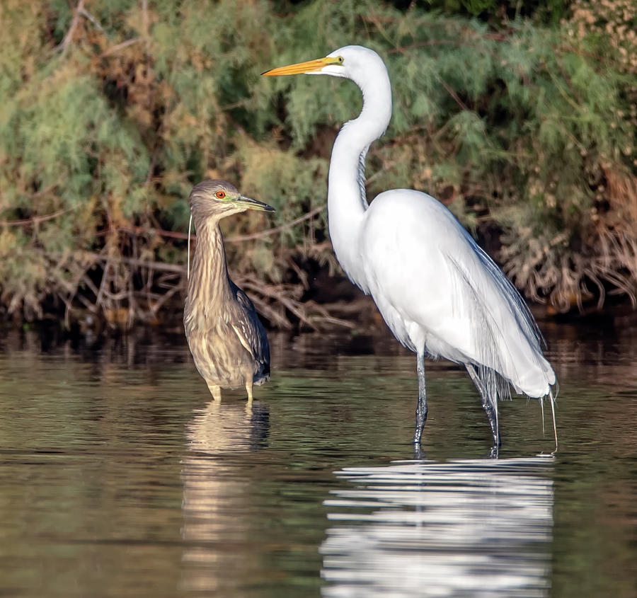 Black-crowned Night Heron and Great Egret 2382-122620-2 Photograph by Tam Ryan